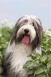 BEARDED COLLIE 027